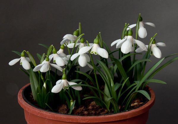 forest flower snowdrop broadleaf angustifolia and caucasus