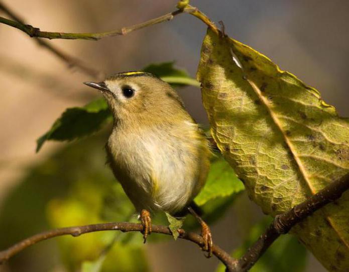 gelbköpfiges Kinglet-Gewicht