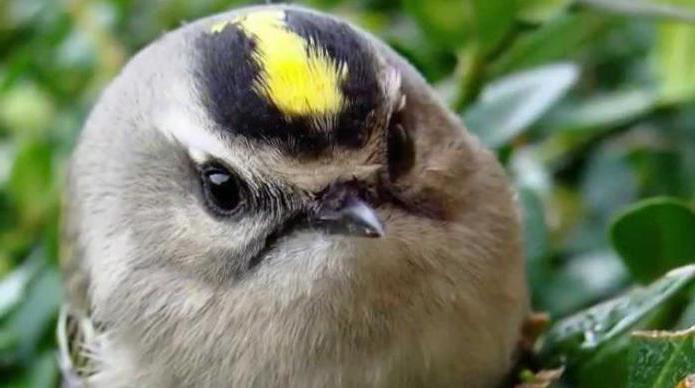 gelbköpfiges Kinglet zu Hause