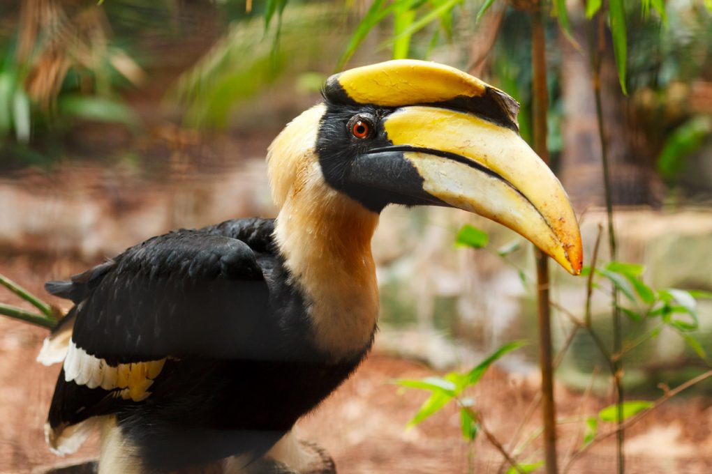 Indisk hornbill