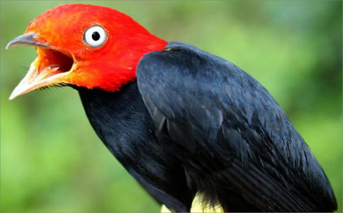pássaro da floresta com cabeça vermelha