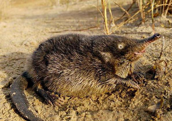 Chelyabinsk地域の動物相