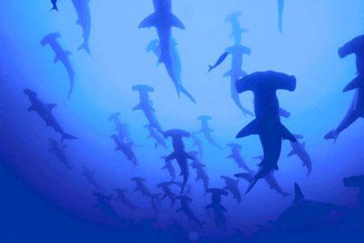 Slike morskih pasa