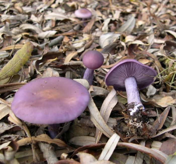 La fila de púrpura