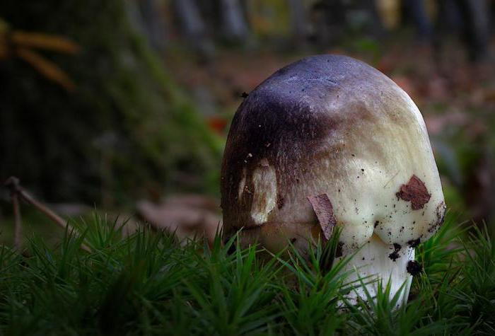 Mushroom herfst rij, grijze hoed