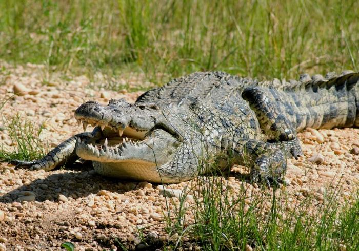 największe zdjęcie krokodyla