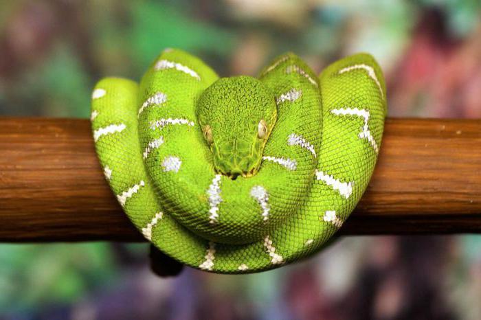 Най-красивата змия в света 