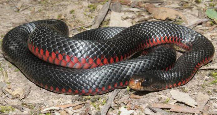 Най-красивите и опасни змии 