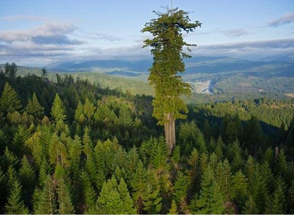 Árvore mais alta da terra