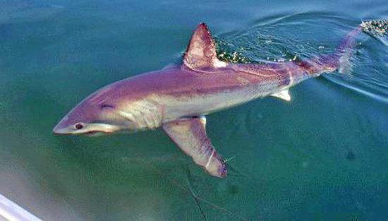 سمك القرش الرنجة المحيط الهادئ 