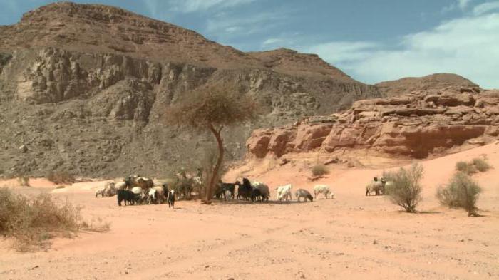 Descrizione del deserto del Sinai