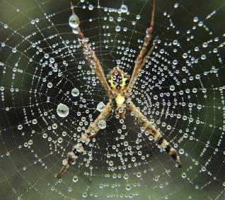 kolik očí má pavouk