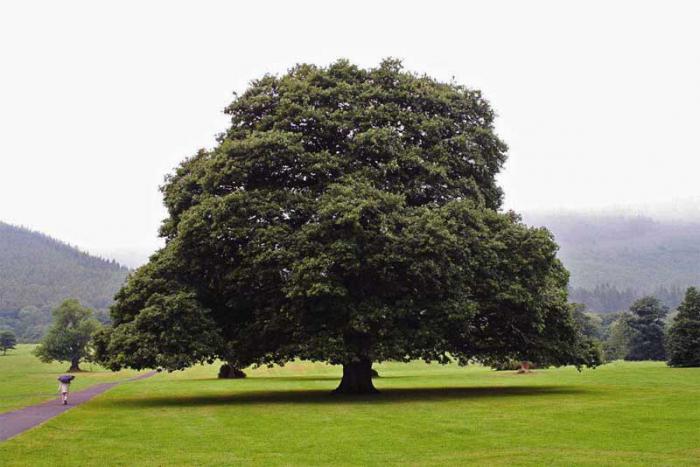 câți ani trăiește un stejar