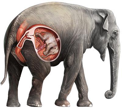 kiek dramblių turi nėštumą 