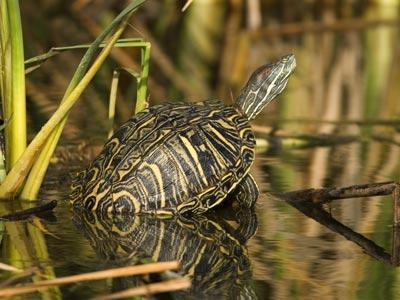 cik daudz vietējo bruņurupuču dzīvo