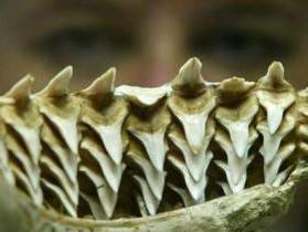 колко редици зъби има акула?