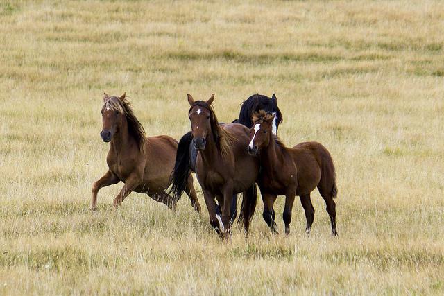 accoppiare cavalli di altri animali