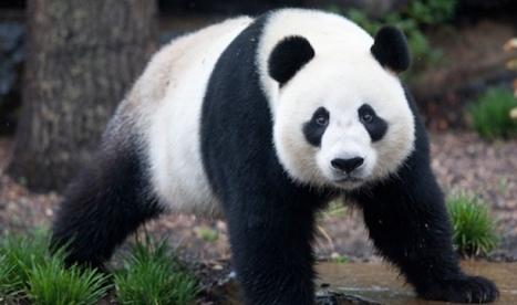 var bor pandaerna