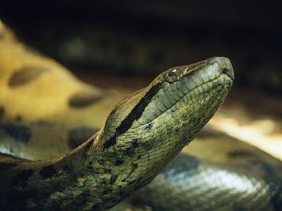 Snake anaconda -kuva
