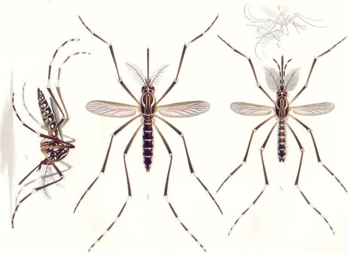 typer av myggor foto