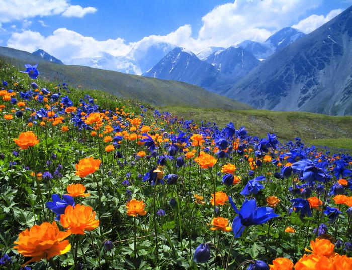 nature Altaï Russie