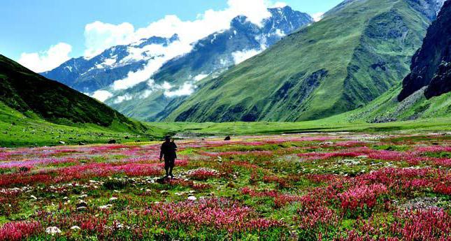 Valley of Flowers National Park 