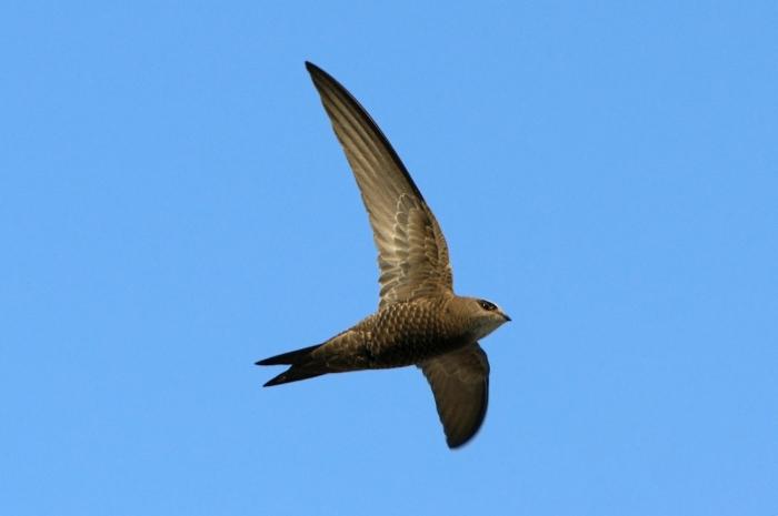 the resemblance between a swallow and a swift