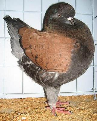врсте дивљих голубова у Русији