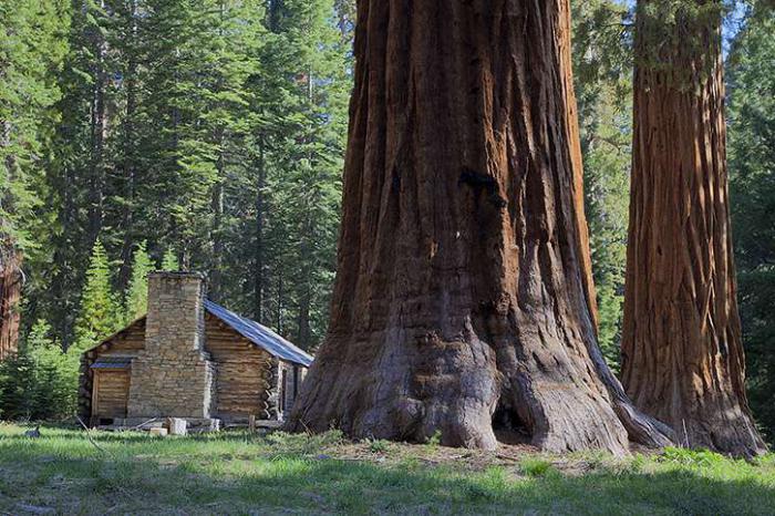 what kind of sequoia tree