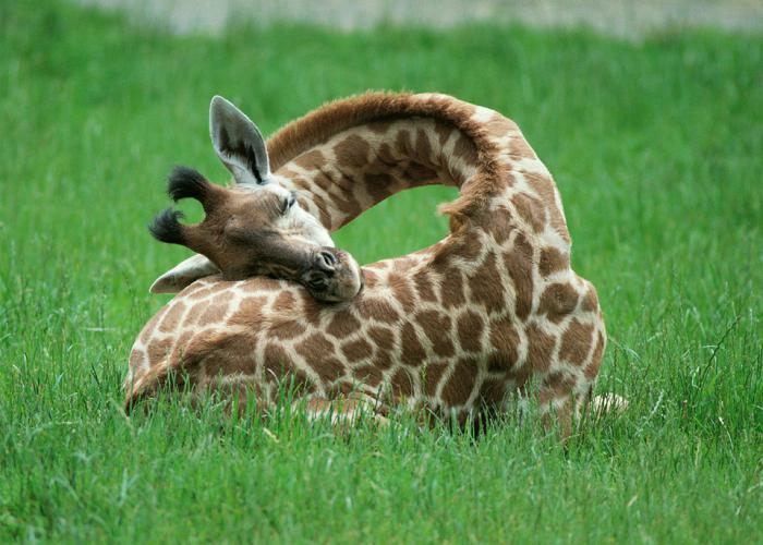 Giraffenhöhe inklusive Kopf