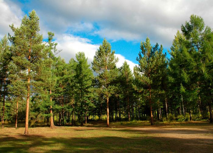 Forstbetriebsmittel von Russland, das Bauholz in Russland holzt
