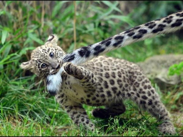ジャガー動物写真