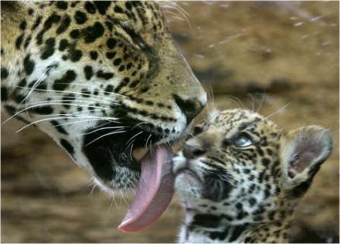 dyr jaguar