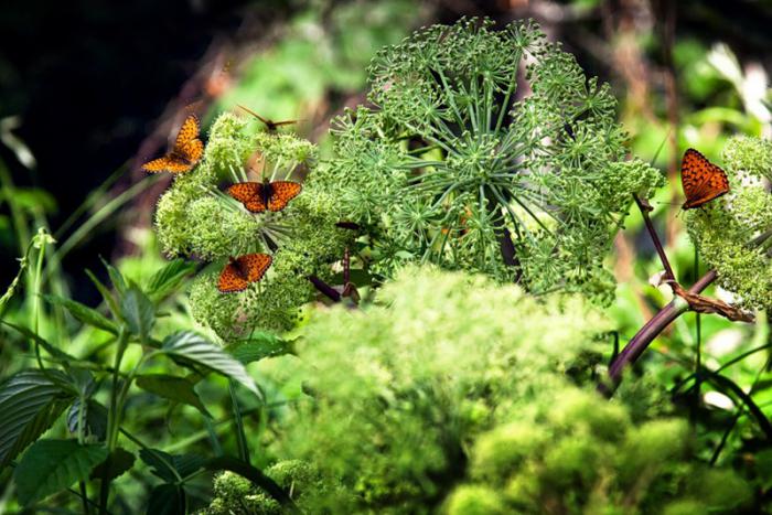 南ウラル保護区の植物相