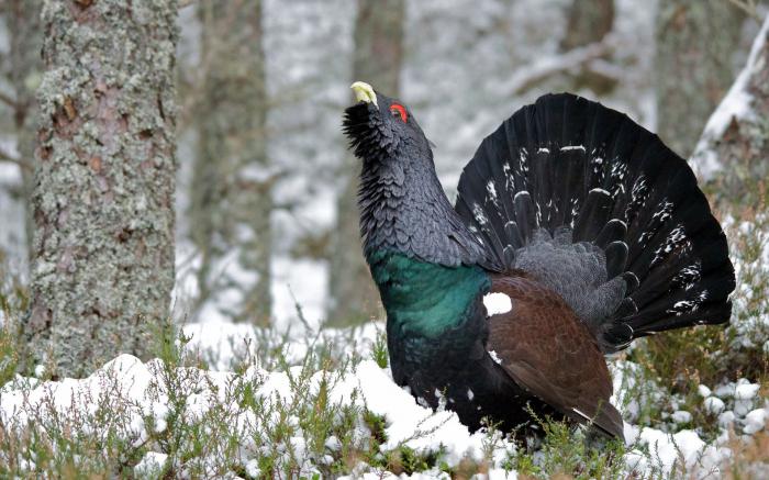 Animaux de la réserve de l'Oural du Sud