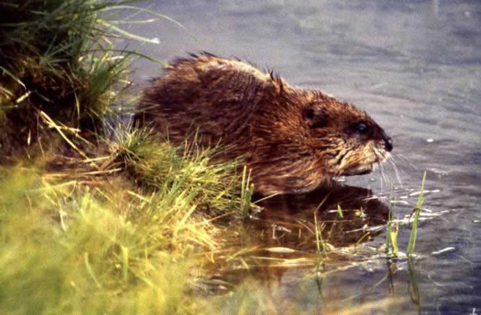 animais do parque nacional zabaikalsky 