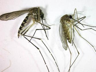 како комарци пију крв