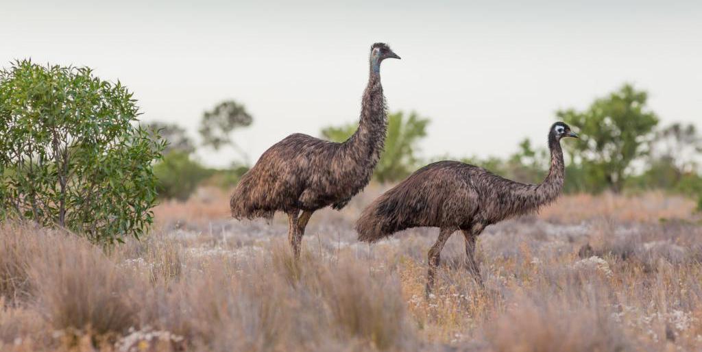 Emu australian