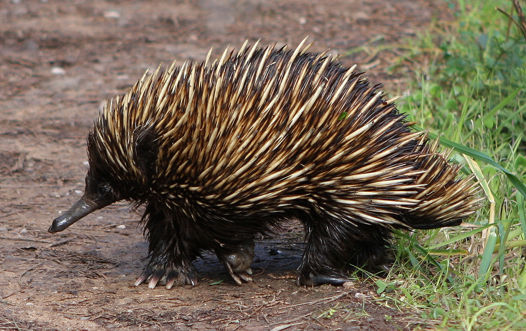 Echidna în Australia