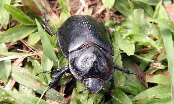 scarabeo nero