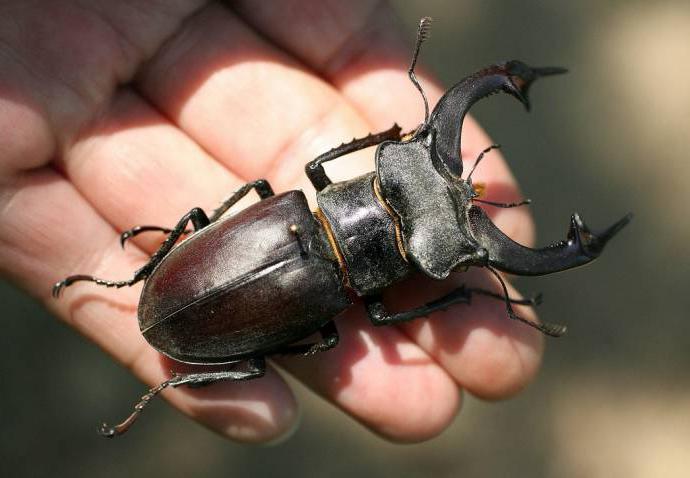 Beetle stag beetle