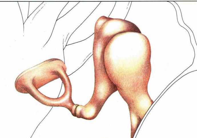 Middle ear drum cavity