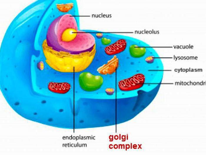 biologie celsamenstelling