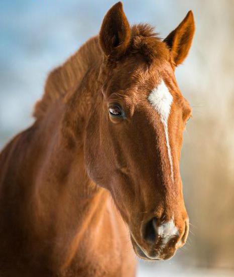 wat hippologie bestudeert