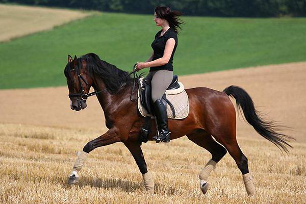 hippologie wat studeert