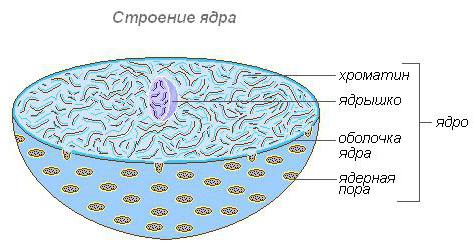 pamata bioloģijas sastāvs