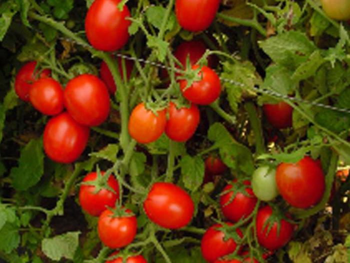 Determinant çeşitliliği olan domates nedir