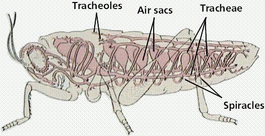 how insects breathe 