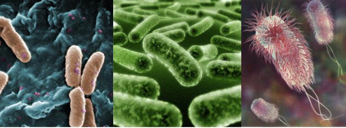 vlastnosti bakteriálnej bunky