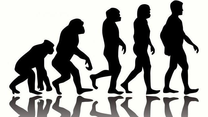 Hinweise auf die paläontologische Evolution